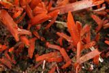 Bright Orange Crocoite Crystal Cluster - Tasmania #148490-2